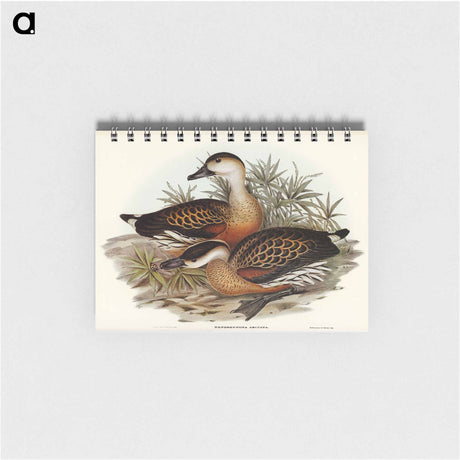 アートメモ帳-Whistling Duck
 - オーストラリアの鳥 Memo.