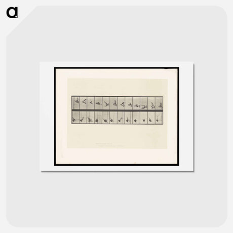 アートポストカード-Pigeon in Flight
 - エドワード マイブリッジ Postcard.
