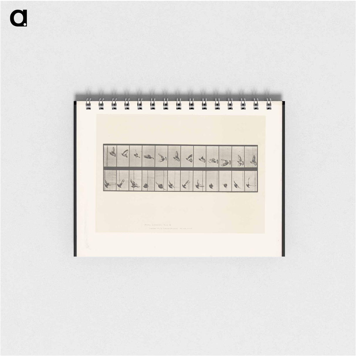 アートメモ帳-Pigeon in Flight
 - エドワード マイブリッジ Memo.
