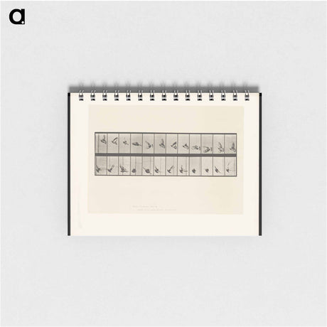 アートメモ帳-Pigeon in Flight
 - エドワード マイブリッジ Memo.