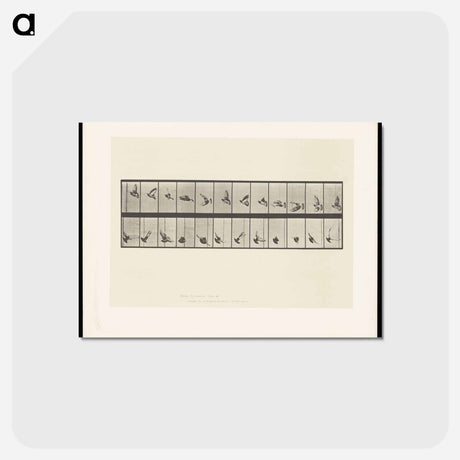 アートポストカード-Pigeon in Flight
 - エドワード マイブリッジ Postcard.