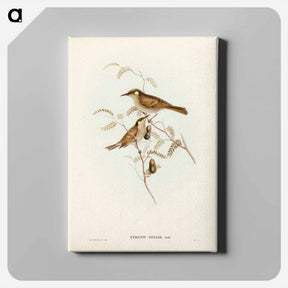 アートパネル-Yellow-spotted Honey-eater
 - ジョン グールド Canvas.