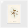 アートポストカード-Yellow-spotted Honey-eater
 - ジョン グールド Postcard.