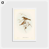 アートポストカード-Yellow-spotted Honey-eater
 - ジョン グールド Postcard.