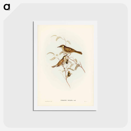 アートポストカード-Yellow-spotted Honey-eater
 - ジョン グールド Postcard.