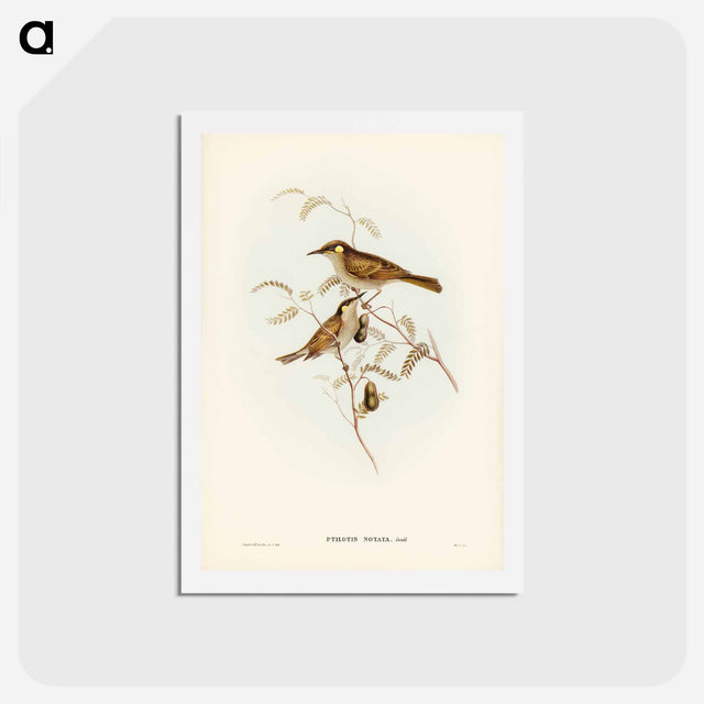 アートポストカード-Yellow-spotted Honey-eater
 - ジョン グールド Postcard.