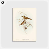 アートポストカード-Yellow-spotted Honey-eater
 - ジョン グールド Postcard.