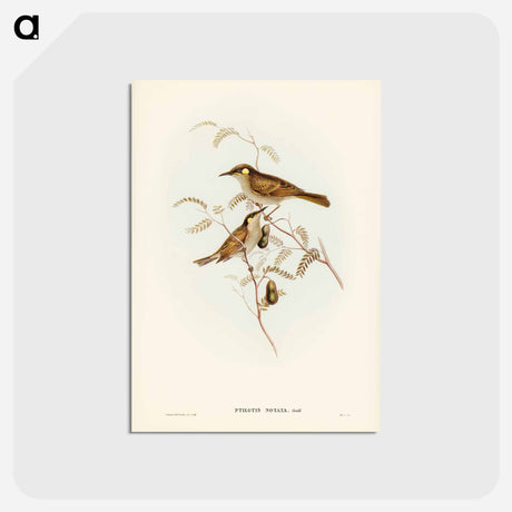 アートポストカード-Yellow-spotted Honey-eater
 - ジョン グールド Postcard.