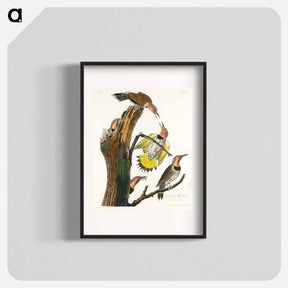 アートポスター-Golden-winged Woodpecker
 - ジョン ジェームス オーデュボン Poster.