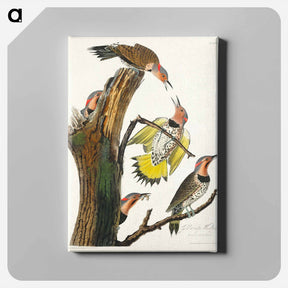 アートパネル-Golden-winged Woodpecker
 - ジョン ジェームス オーデュボン Canvas.