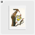 アートポストカード-Golden-winged Woodpecker
 - ジョン ジェームス オーデュボン Postcard.