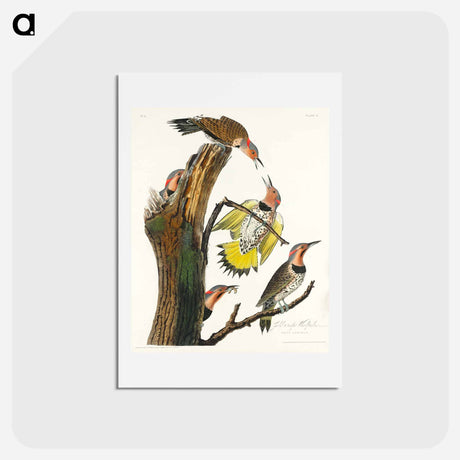 アートポストカード-Golden-winged Woodpecker
 - ジョン ジェームス オーデュボン Postcard.