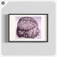 アートポスター-Cerebrum Depiction
 - 国立医学図書館 Poster.