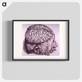 アートポスター-Cerebrum Depiction
 - 国立医学図書館 Poster.