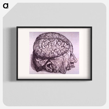 アートポスター-Cerebrum Depiction
 - 国立医学図書館 Poster.