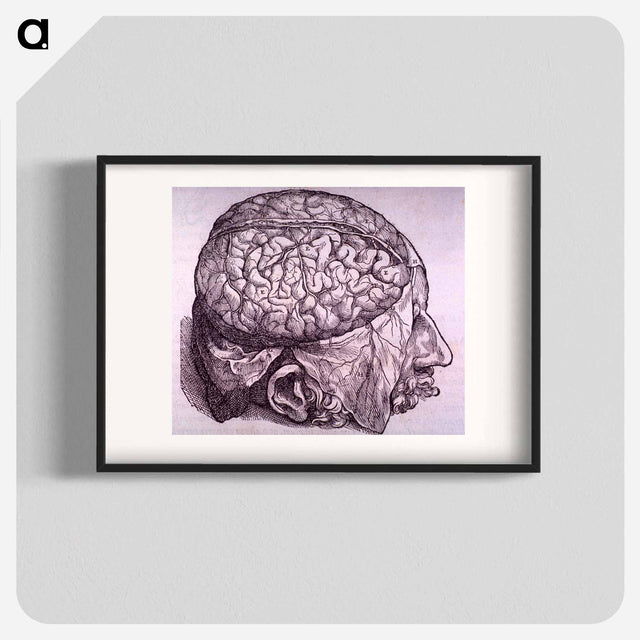 アートポスター-Cerebrum Depiction
 - 国立医学図書館 Poster.