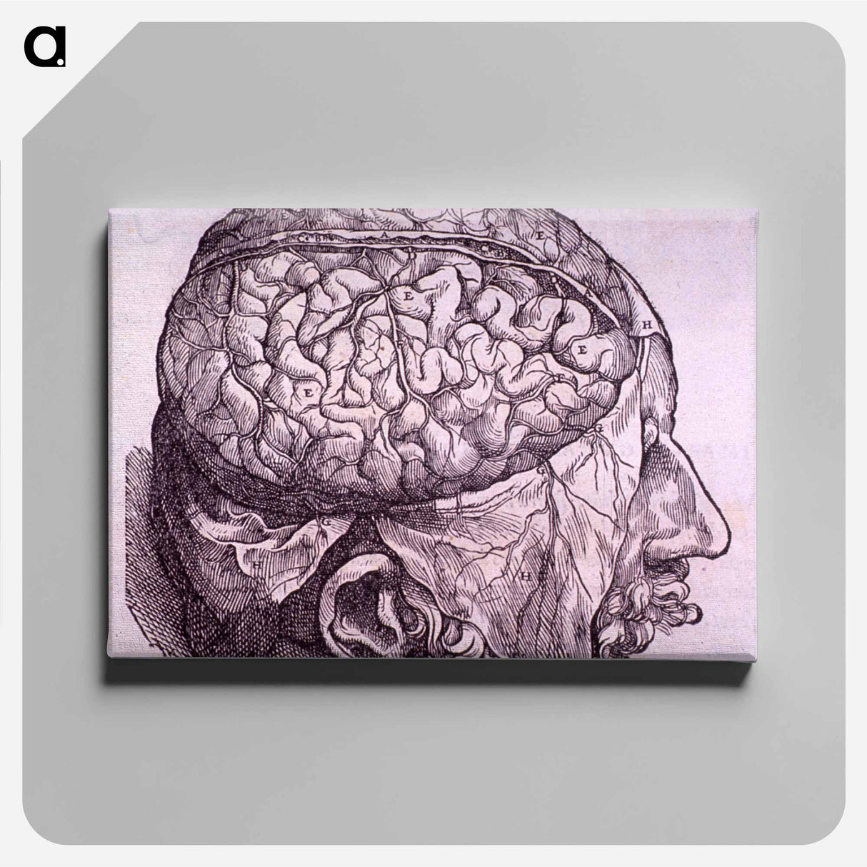 アートパネル-Cerebrum Depiction
 - 国立医学図書館 Canvas.