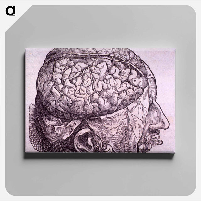 アートパネル-Cerebrum Depiction
 - 国立医学図書館 Canvas.