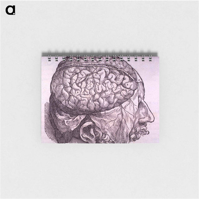 アートメモ帳-Cerebrum Depiction
 - 国立医学図書館 Memo.