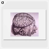 アートポスター-Cerebrum Depiction
 - 国立医学図書館 Poster.