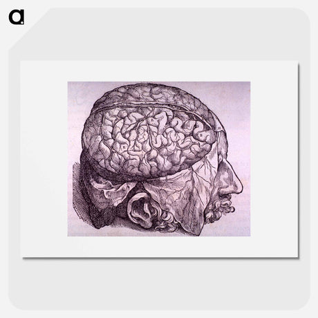 アートポスター-Cerebrum Depiction
 - 国立医学図書館 Poster.