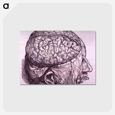 アートポストカード-Cerebrum Depiction
 - 国立医学図書館 Postcard.