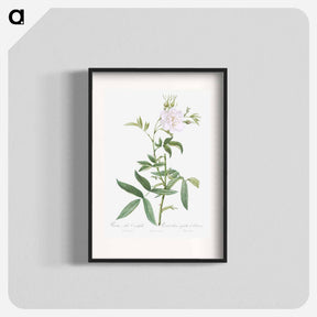 アートポスター-White Rose with Hemp Leaves - ピエール ジョゼフ ルドゥーテ Poster.