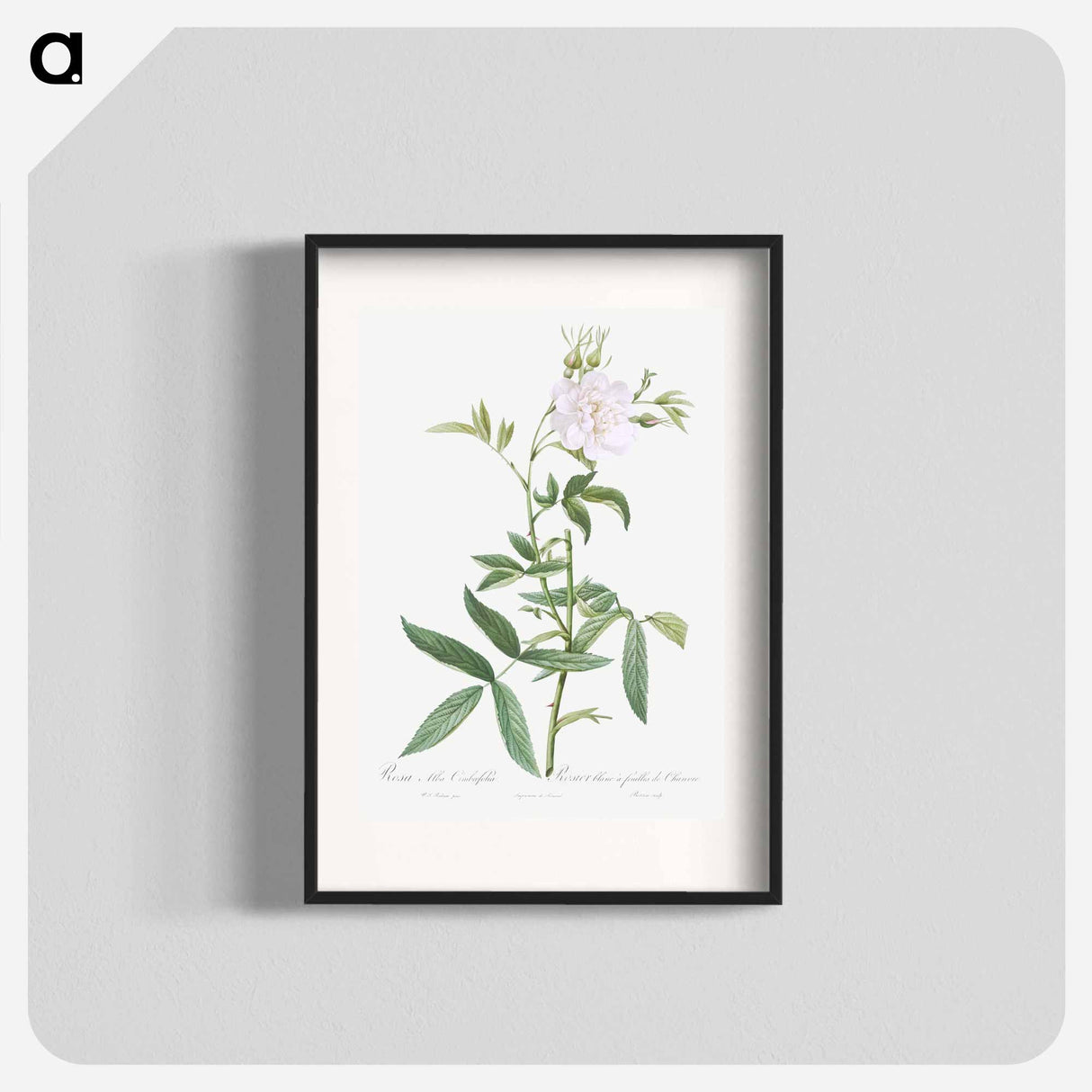 White Rose with Hemp Leaves - ピエール ジョゼフ ルドゥーテ Poster.