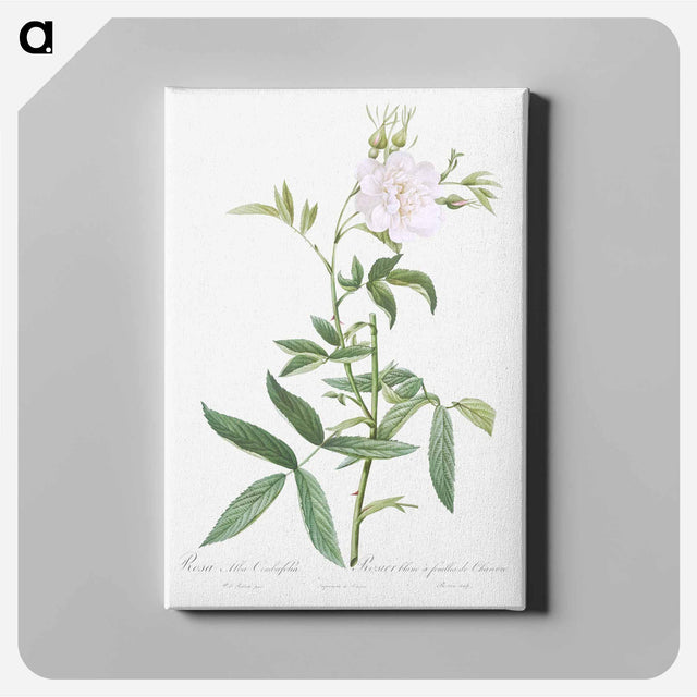 アートパネル-White Rose with Hemp Leaves - ピエール ジョゼフ ルドゥーテ Canvas.