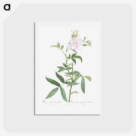 アートポストカード-White Rose with Hemp Leaves - ピエール ジョゼフ ルドゥーテ Postcard.