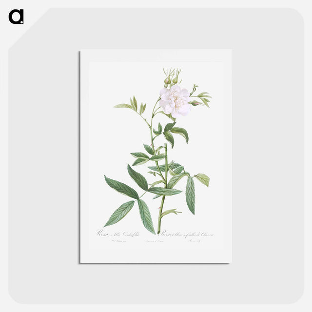 アートポストカード-White Rose with Hemp Leaves - ピエール ジョゼフ ルドゥーテ Postcard.