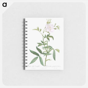アートメモ帳-White Rose with Hemp Leaves - ピエール ジョゼフ ルドゥーテ Memo.
