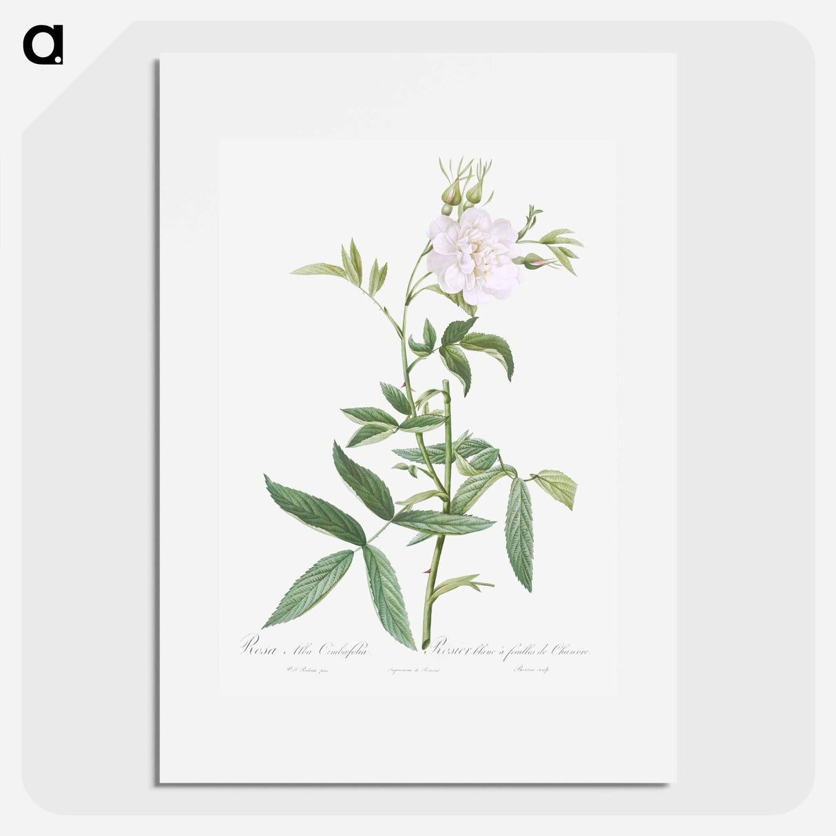 White Rose with Hemp Leaves - ピエール ジョゼフ ルドゥーテ Poster.