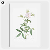 White Rose with Hemp Leaves - ピエール ジョゼフ ルドゥーテ Poster.