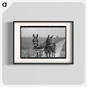 アートポスター-Sharecropper Cultivating Cotton
 - ラッセル リー Poster.