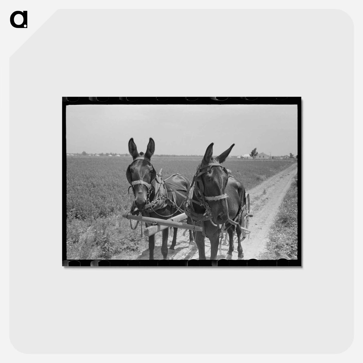 アートポストカード-Sharecropper Cultivating Cotton
 - ラッセル リー Postcard.