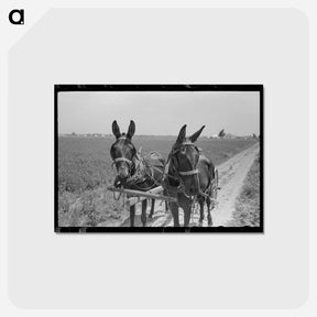アートポストカード-Sharecropper Cultivating Cotton
 - ラッセル リー Postcard.