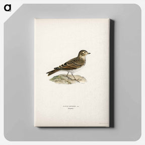 アートパネル-Eurasian Skylark
 - スヴェンスカ フォグラル Canvas.
