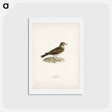 アートポストカード-Eurasian Skylark
 - スヴェンスカ フォグラル Postcard.