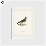 アートポストカード-Eurasian Skylark
 - スヴェンスカ フォグラル Postcard.