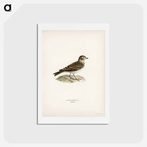 アートポストカード-Eurasian Skylark
 - スヴェンスカ フォグラル Postcard.