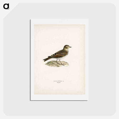 Eurasian Skylark
 - スヴェンスカ フォグラル Postcard.
