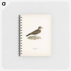 アートメモ帳-Eurasian Skylark
 - スヴェンスカ フォグラル Memo.