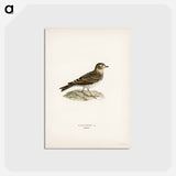 アートポストカード-Eurasian Skylark
 - スヴェンスカ フォグラル Postcard.