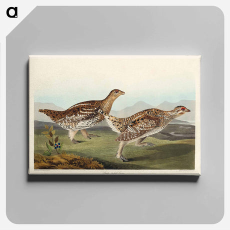 アートパネル-Sharp-tailed Grouse from Birds of America
 - アメリカの鳥たち Canvas.