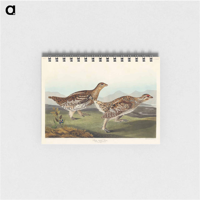 アートメモ帳-Sharp-tailed Grouse from Birds of America
 - アメリカの鳥たち Memo.