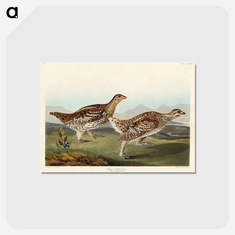 アートポストカード-Sharp-tailed Grouse from Birds of America
 - アメリカの鳥たち Postcard.