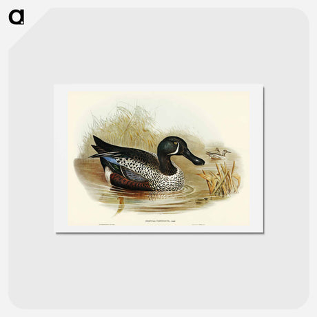 アートポストカード-Variegated Shoveller
 - オーストラリアの鳥 Postcard.
