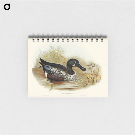 アートメモ帳-Variegated Shoveller
 - オーストラリアの鳥 Memo.