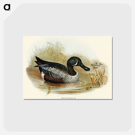 アートポストカード-Variegated Shoveller
 - オーストラリアの鳥 Postcard.